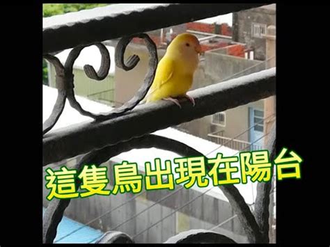 陽台飛來一隻鳥|有人知道這是什麼鳥嗎